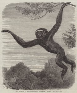 El gibón en los jardines de la Sociedad Zoológica de Friedrich Wilhelm Keyl